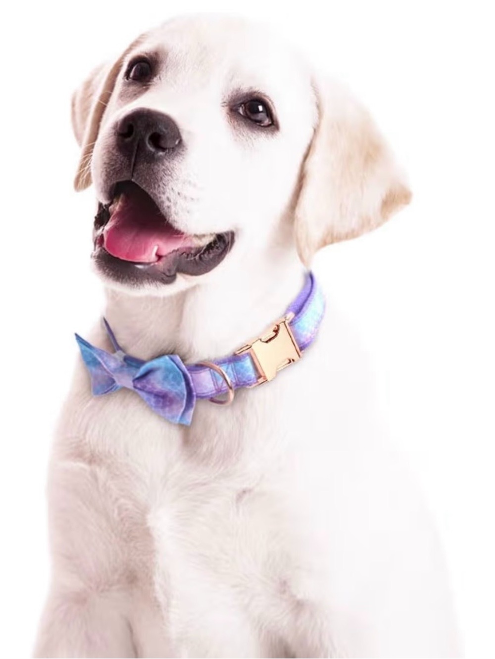 Purple Blue Iridescent Dog Collar with Bow Tie -